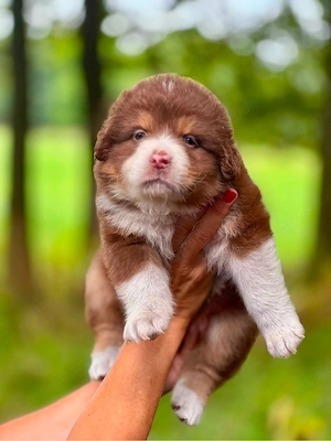 Australian Shepherd Welpen Aussie