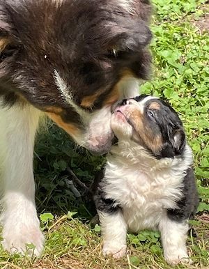 Australian Shepherd Welpen Aussie