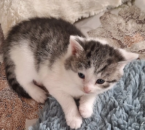 Kitten vom Hof