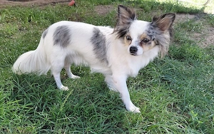 chihuahua rüde mit papiere 