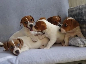 Jack Russel Welpen 