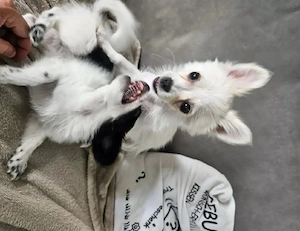 Chihuahua-Mix Welpe 
