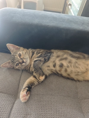 Maine Coon Mischlingskitten 