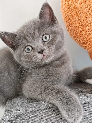 bkh kitten Blue Classic Tabby BRI a 22, Glückskatze, weiß Schnee 