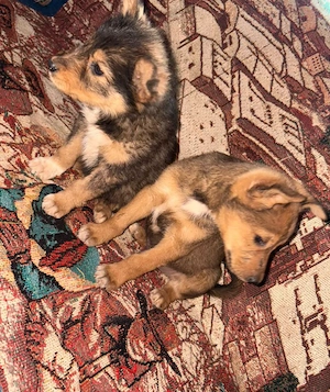 entzückende Chihuahua-Welpen (männlich und weiblich) zur Adoption