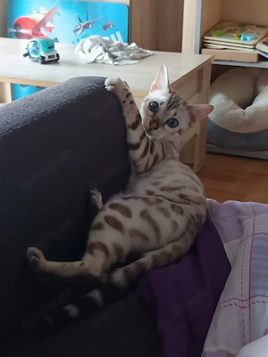 BengalKatze 