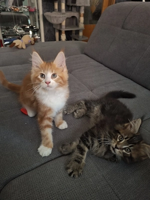 Reinrassige XXL Maine Coon Kitten dürfen ausziehen! 