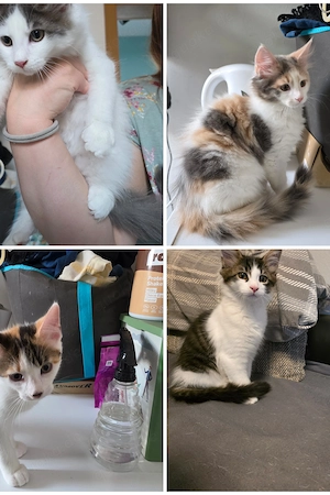 Kitten  13 Wochen alt 