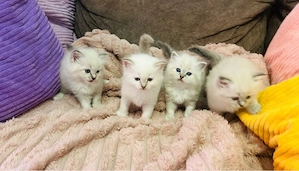 Heilige Birma Kitten reinrassig münchen