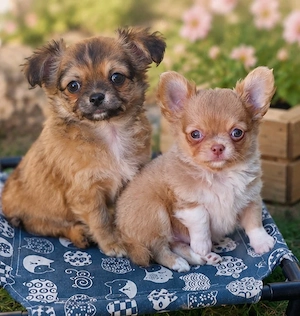 WIR DÜRFEN AUSZIEHEN! Wunderschöne Reinrassige Chihuahua Welpen Rüden Lilac Tan und Sabel Langhaar 