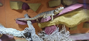 bartagame "Female"