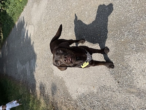 Labrador Retriever, 9 Monate - chocolat 