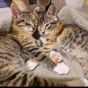 Bidhübsche Maine-Coon Mix Kitten abgabebereit 