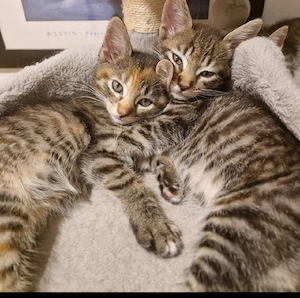 Bildhübsche Maine-Coon Mix Kitten abgabebereit 