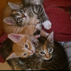 Bidhübsche Maine-Coon Mix Kitten abgabebereit 