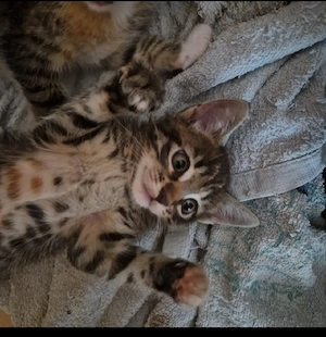 Bildhübsche Maine-Coon Mix Kitten abgabebereit 