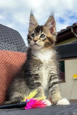 Ein wunderschönes, drei Monate altes Maine-Coon-Kätzchen sucht ein liebevolles Zuhause für immer.   
