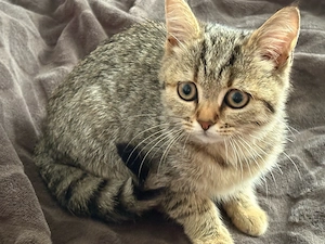 britische kurzhaarige katze 