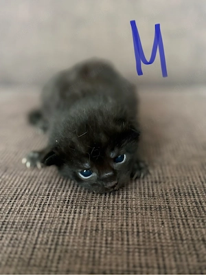 EKH Kitten suchen liebevolles neues zu Hause