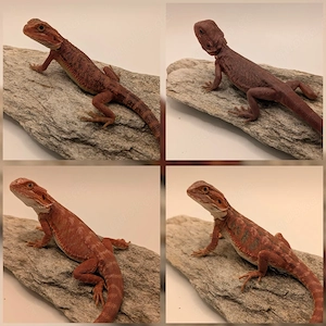 Bartagamen Red Monster , Dark Red Leatherback usw NZ26