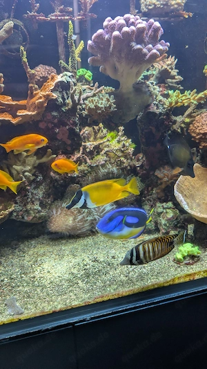 Meerwasser Fische Aquarium Doktor, Nemo, Mandarin Schleierfische etc