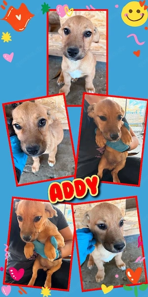 wunderschöner, kleiner Welpenjunge "Addy" sucht ein liebevolles Zuhause