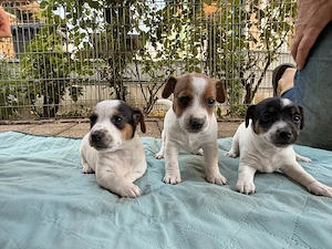 Jack Russel Terrier Welpen 