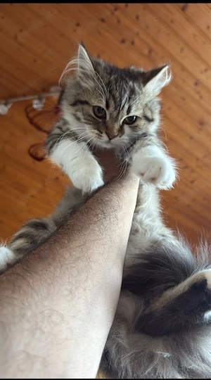 Sibirische Katze zum verschenken Bild 4