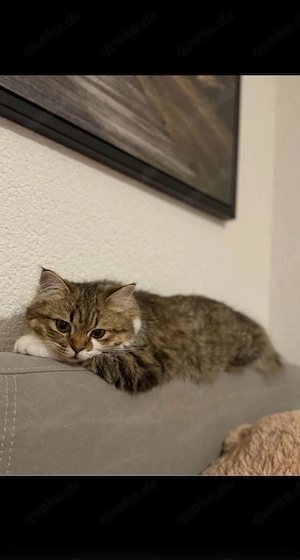 Sibirische Katze zum verschenken