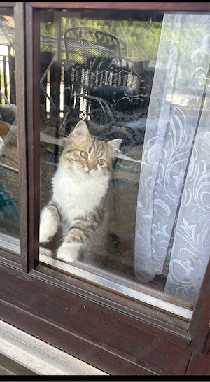 Sibirische Katze zum verschenken Bild 5