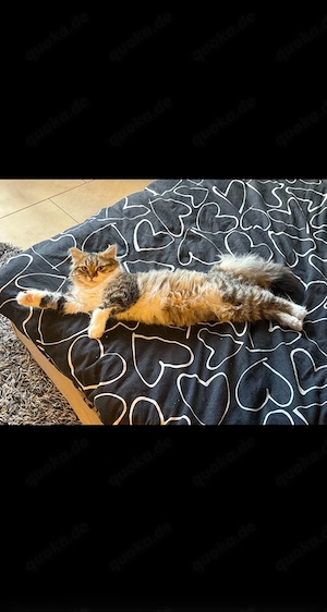 Sibirische Katze 