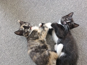 BKH Mix Kitten 