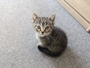 BKH Mix Kitten  Bild 7
