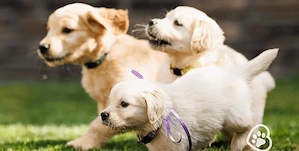 Golden Retriever Welpen   Zuhause aufgezogen, gesund & trainiert