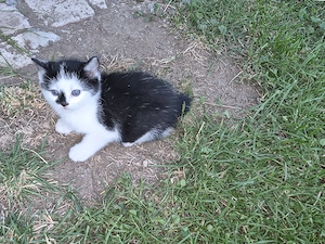 2 Kitten ab 7.9.2026 abzugeben ( geb.16.6.)