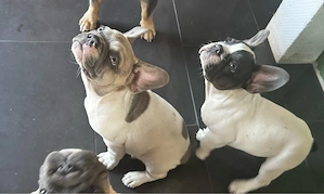 französiche bulldoggen welpen, 11 wochen alt