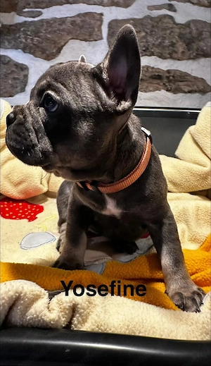 Französische Bulldogg Welpen mit längerer Nase, Rute und Ahnentafel
