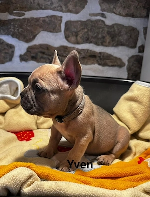 Französische Bulldogg Welpen mit längerer Nase, Rute und Ahnentafel