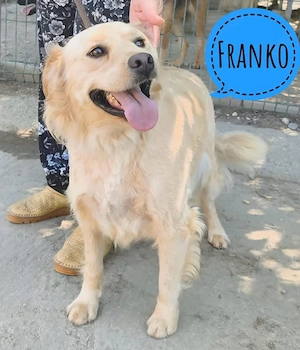 Franko, lieber und unkomplizierter Golden Retriever Mischling sucht dringend ein Zuhause