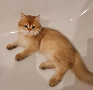 BKH Kitten mit Stammbaum
