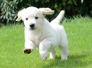 Gesund Golden Retriever Welpen