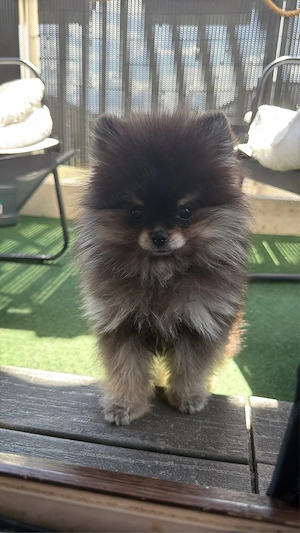 pomeranian zwergspitz mäuschen sucht zuhause 