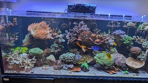 verschiedene Meerwasser Korallen Aquarium