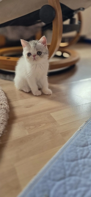Exotic Shorthar  Mädchen        