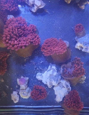 Anemone Entacmaea Quadricolour Kupferanemone