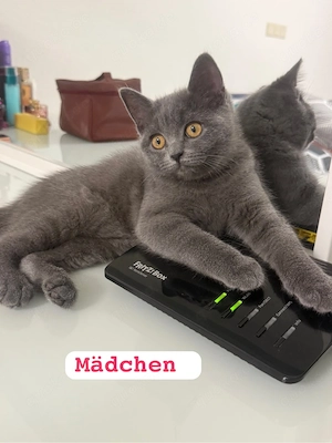 Bkh Kitten Bild 3
