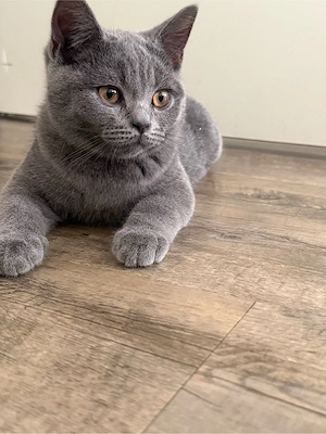 Bkh Kitten Bild 4
