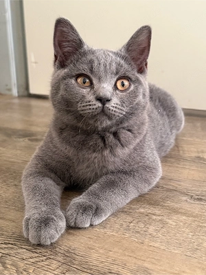Bkh Kitten Bild 5