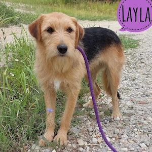 Layla, wunderhübsche Bosnische Rauhaarige Laufhpndin Mix sucht dringend ein Körbchen