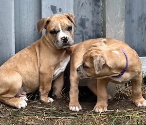 American Bully OEB XL Welpen *Abgabebereit*
